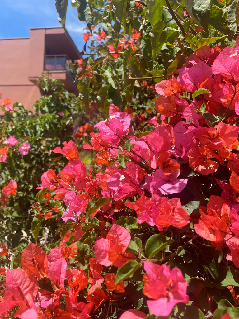 Musée du Niel - Dimanche 19 juin<br/>à 17h30